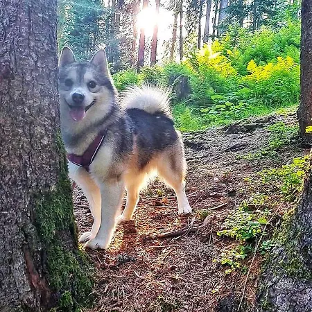 Daire Egghof Berwang