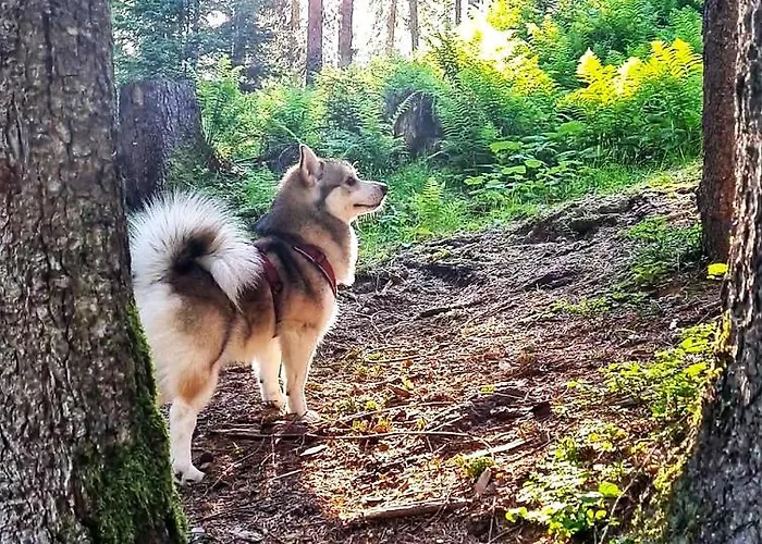 Apartamento Egghof *