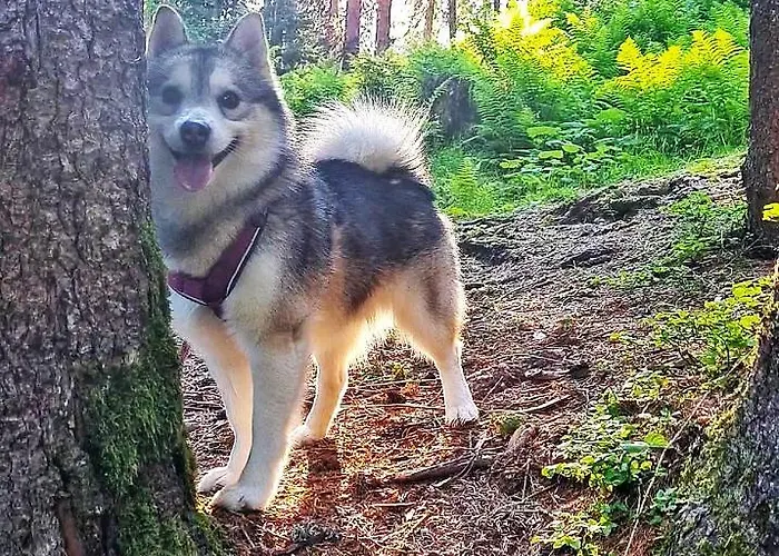 Apartamento Egghof Berwang